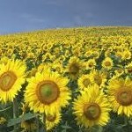 Girasoli